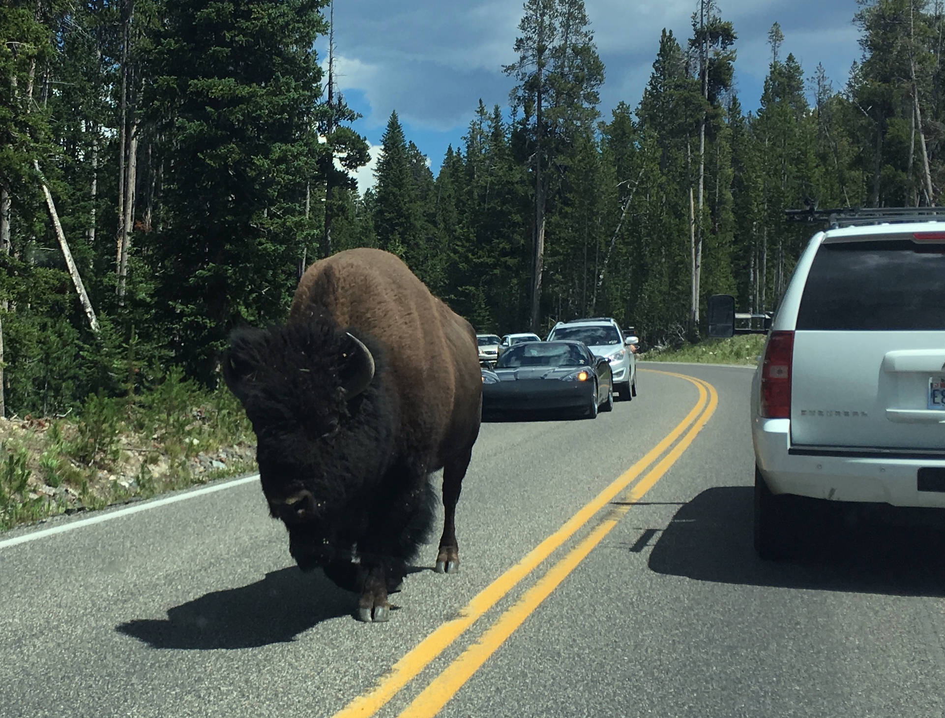 Yellowstone – biisoneita, karhuja, susia sekä retkisuihkusta ja muista tielläliikkujista